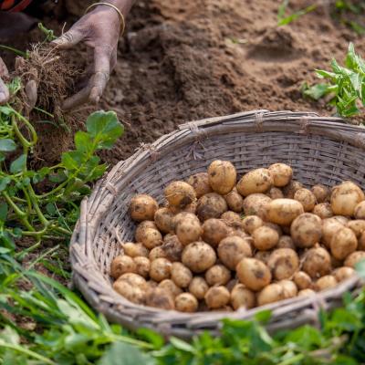 Bangladesh Govt Approves Tk260cr Direct Subsidy for Over 20 Lakh Potato Farmers
